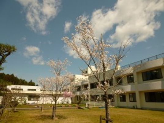 桜のある中庭  