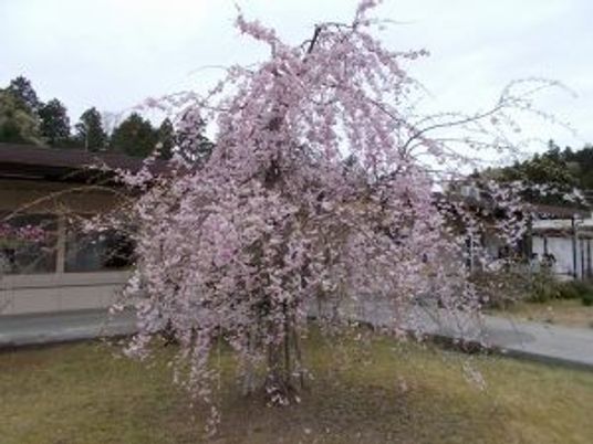 しだれ桜の庭  