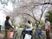 桜の下で散歩する人々