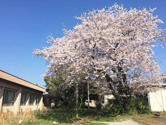 桜が咲く庭  