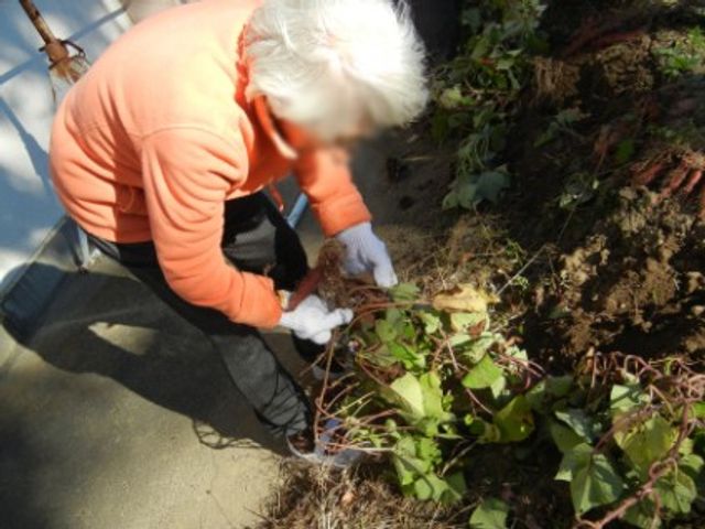 庭で作業する様子 庭 植物の手入れを行うことで、自然と触れ合う機会が豊富です。リラックスタイムを提供します。