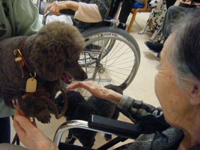 犬と触れ合う風景 スタッフイメージ 車椅子の方が犬と触れ合う様子です。心地よい交流ができる暖かな雰囲気があります。