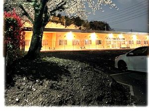 桜の木と建物の外観  