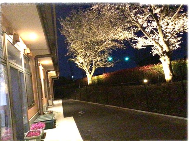 夜の建物外観 外観   夜間でも外灯で足元が見えやすい建物まわりです。桜の木が照らされ、落ち着いた雰囲気が伝わります。