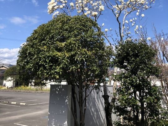 植栽のある外観  