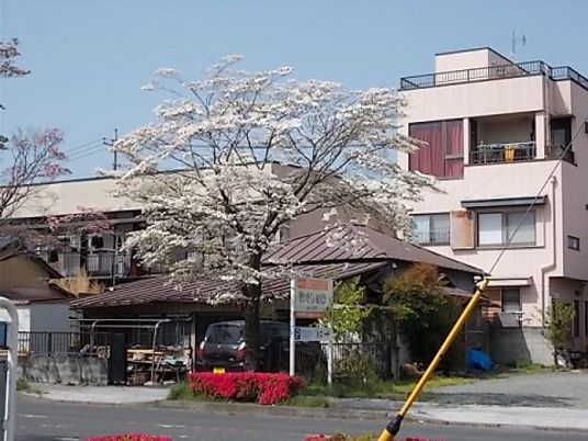 桜のある施設外観  