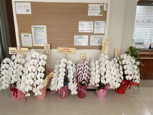 掲示板前の胡蝶蘭  