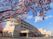 桜と建物の外観  