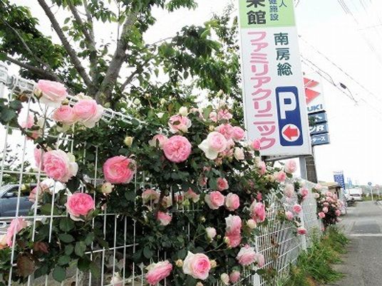 バラが咲く外観  