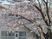 桜に囲まれた外観  