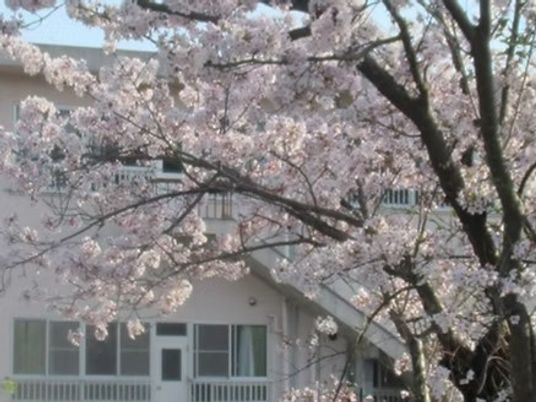 桜に囲まれた外観  