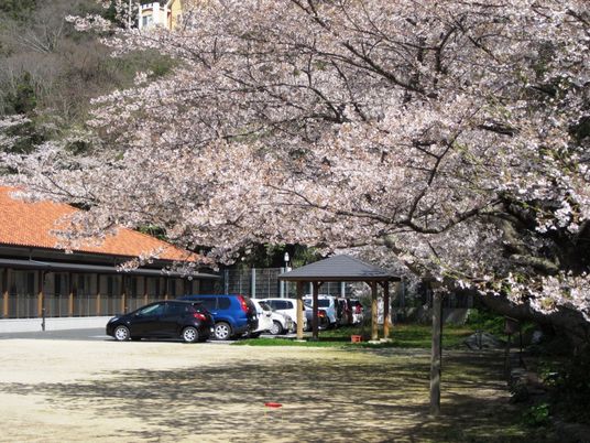 桜と駐車場のある外観  