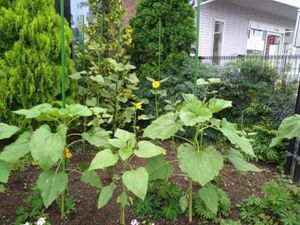 花が咲く中庭  