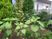 中庭の植栽  