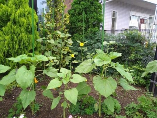 中庭の植栽  