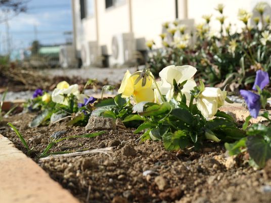 花が植えられた清潔な中庭