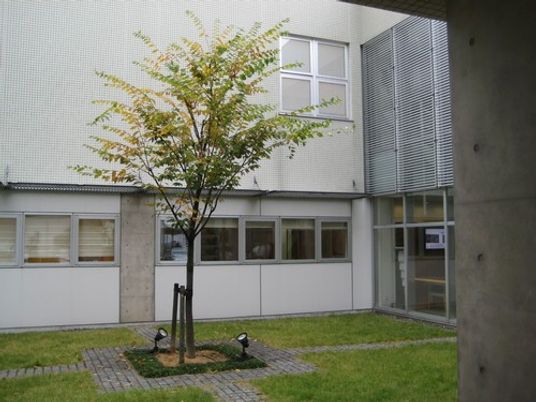 中庭の木と芝生  