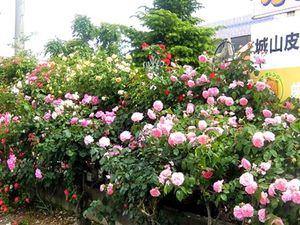 花咲く庭  