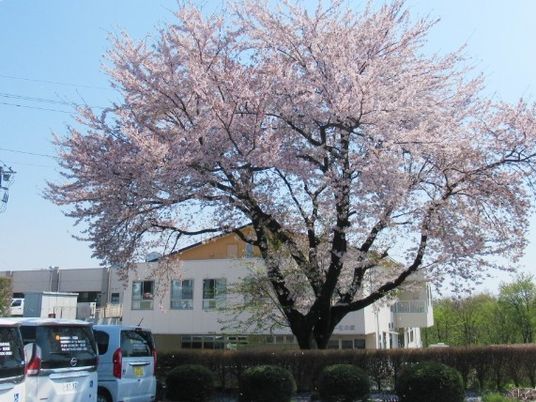 桜と施設外観  