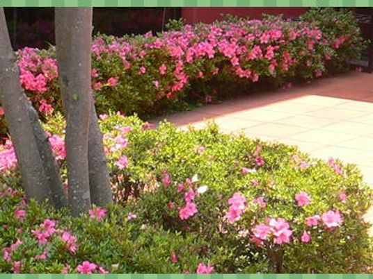花咲く庭  