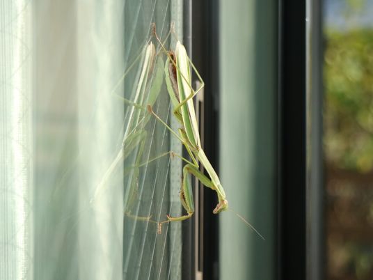 窓辺のカマキリ