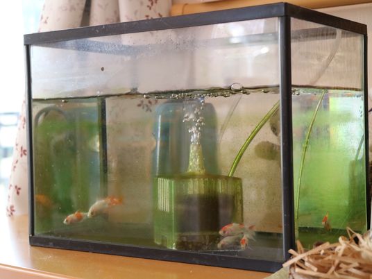 金魚が泳ぐ水槽