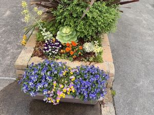 花壇の植栽  