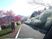 桜と白い花の道路