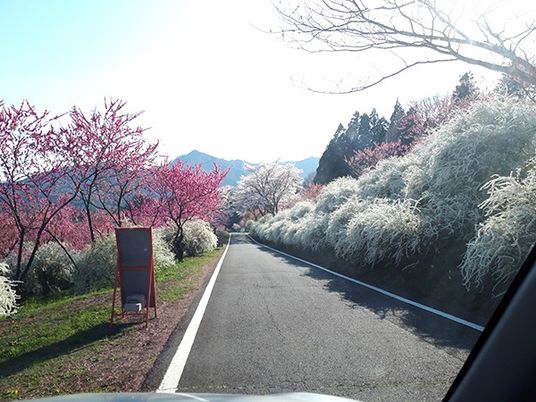 桜と白い花の道路