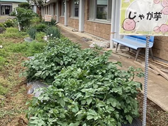 野菜が育つ庭