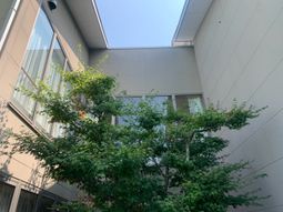 中庭の緑と空  