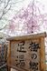 桜と木の看板