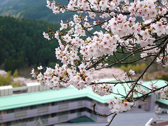 桜と建物の外観