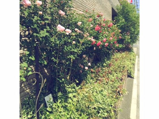 花咲く庭園の通路  