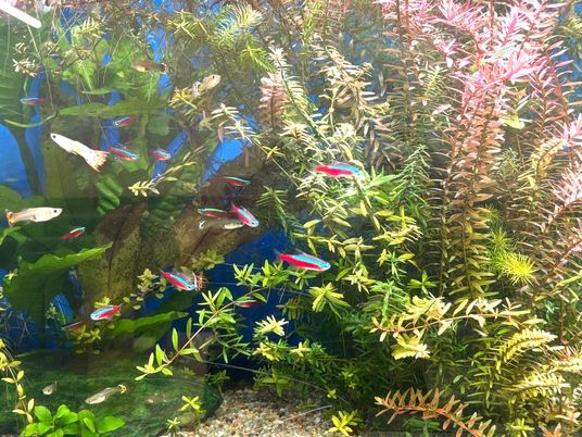 水槽の水草と小魚の景色  