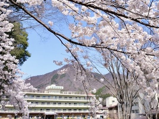 桜と建物の外観  