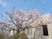 桜が咲く中庭  