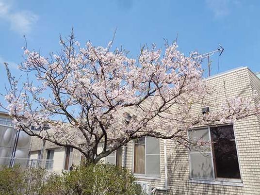 桜が咲く中庭  