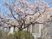 桜が咲く建物前の庭  