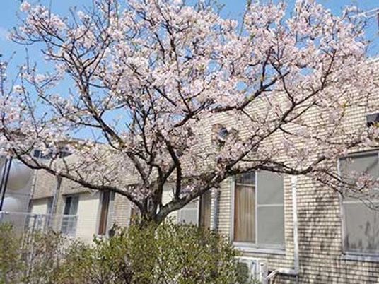 桜が咲く建物前の庭  