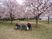 桜の庭