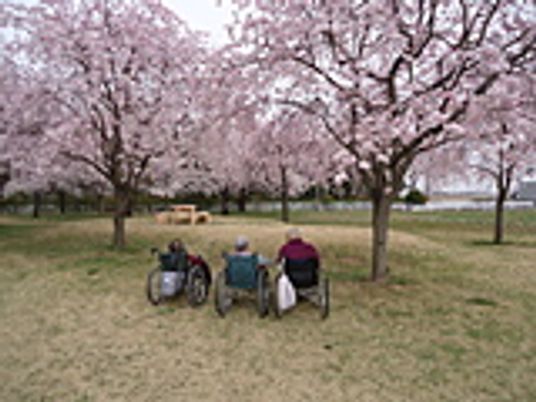 桜の庭