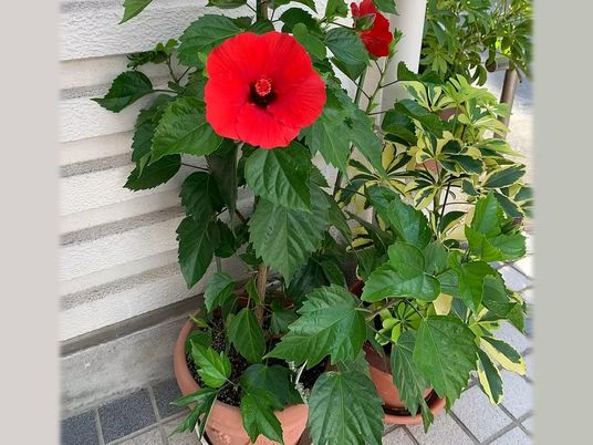 鉢植えの花と葉の外観  