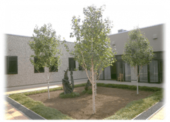 自然豊かな中庭