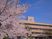 桜と施設外観  