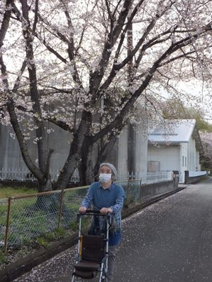 桜並木と散歩する人