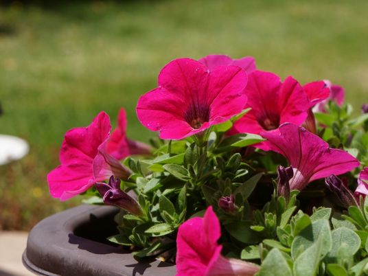 鮮やかな花の中庭