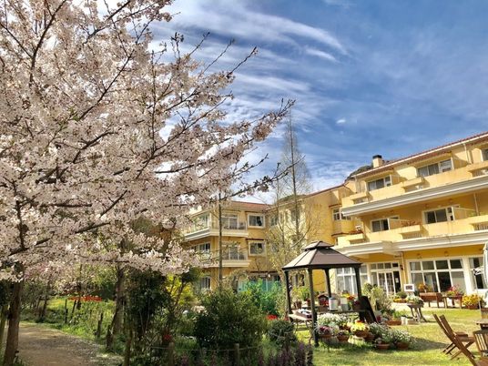 桜が咲く庭  