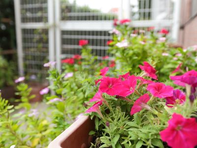 鮮やかな花々の中庭