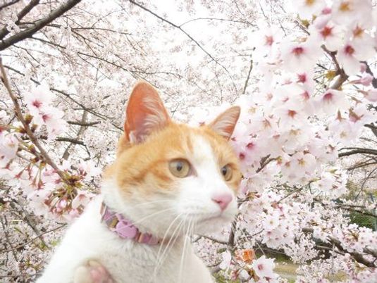 猫と桜の風景